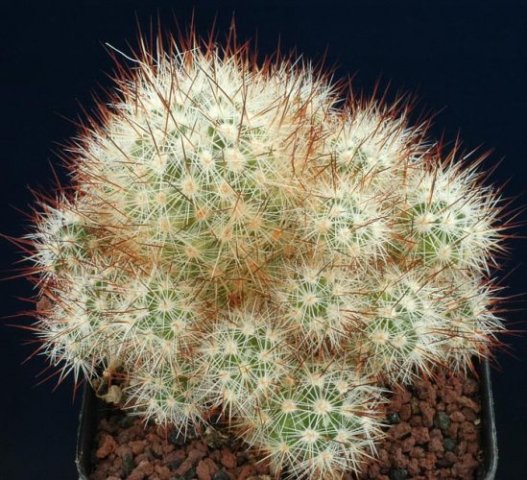 Escobaria_emskoetteriana_1